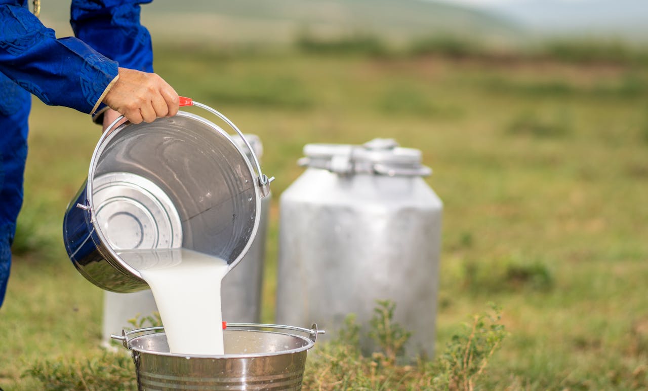 A person pouring fresh milk into a steel bucket in a rural outdoor setting in Mongolia.